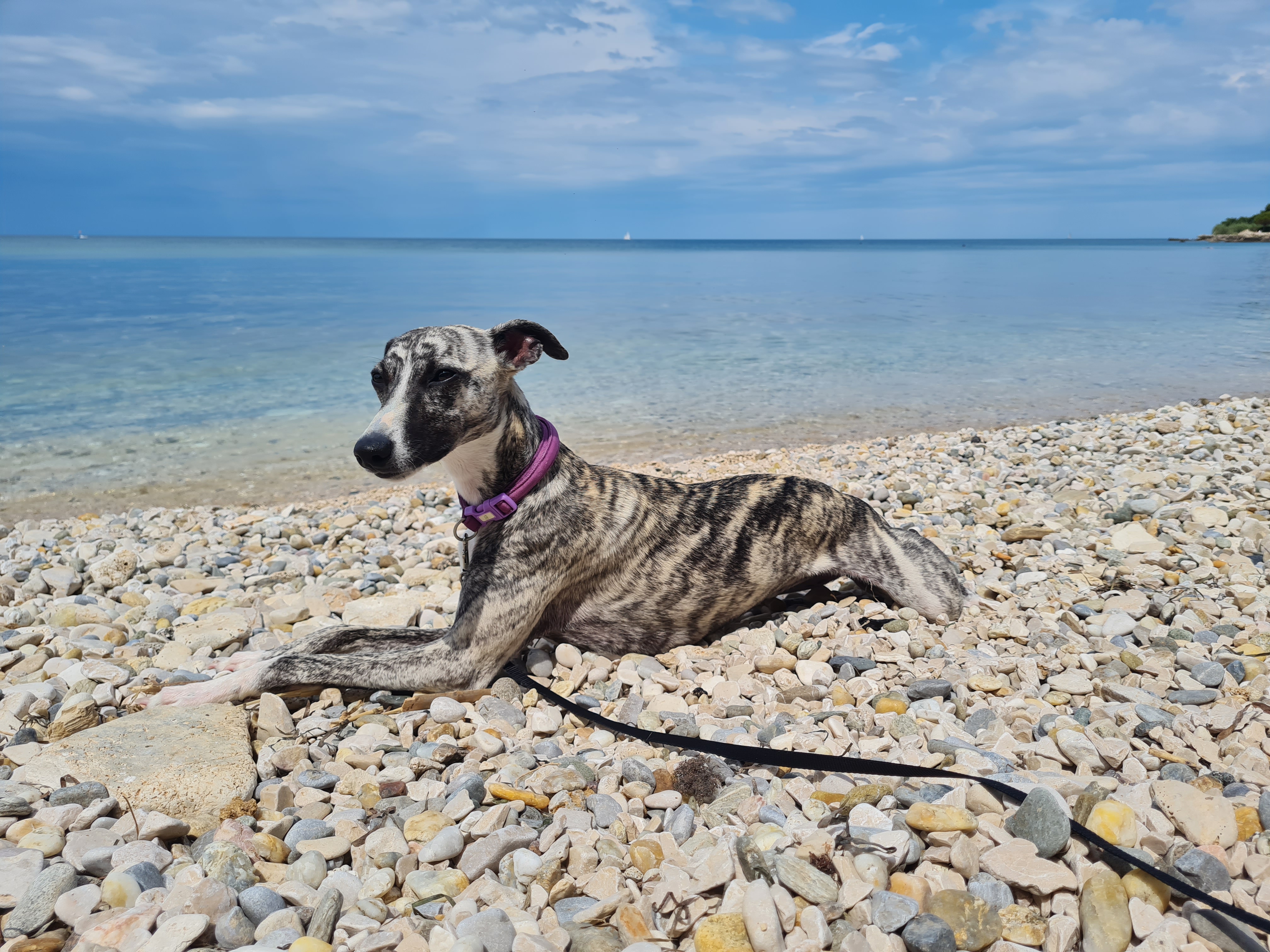 A dog relaxing on a pebble beach by the sea